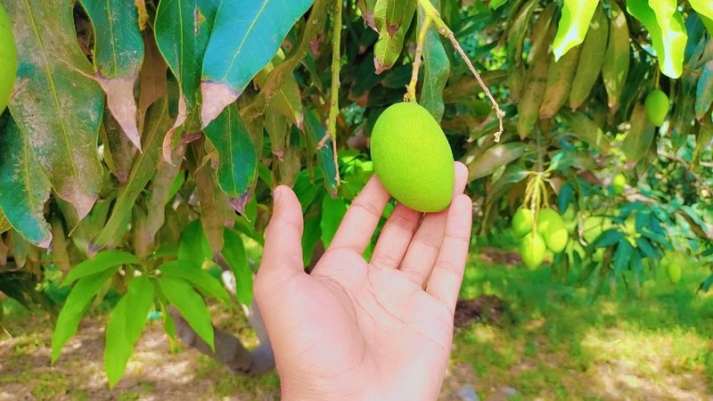 Which Mangos From Multan are Exported All over The World. ¿Qué mangos de Multan se exportan a todo el mundo?  