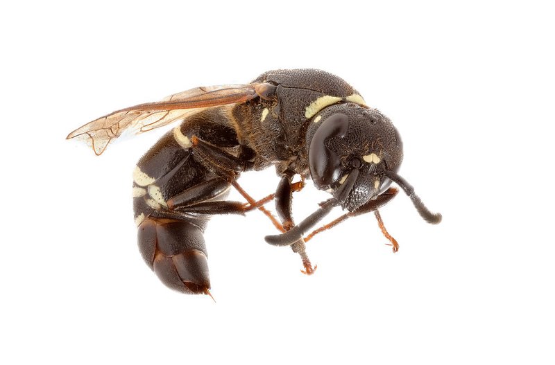Final Episode; Pets and Stinging Insects