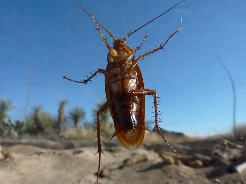 Why Roaches Wouldn't Leave your Pet/Home Alone