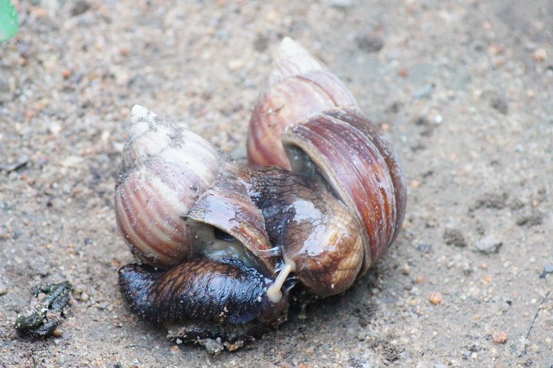 Hermaphrodites ~ Some Need A Mate and Some Do Not Need Helps