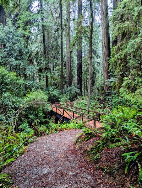 Share Our World: Redwood Forest 