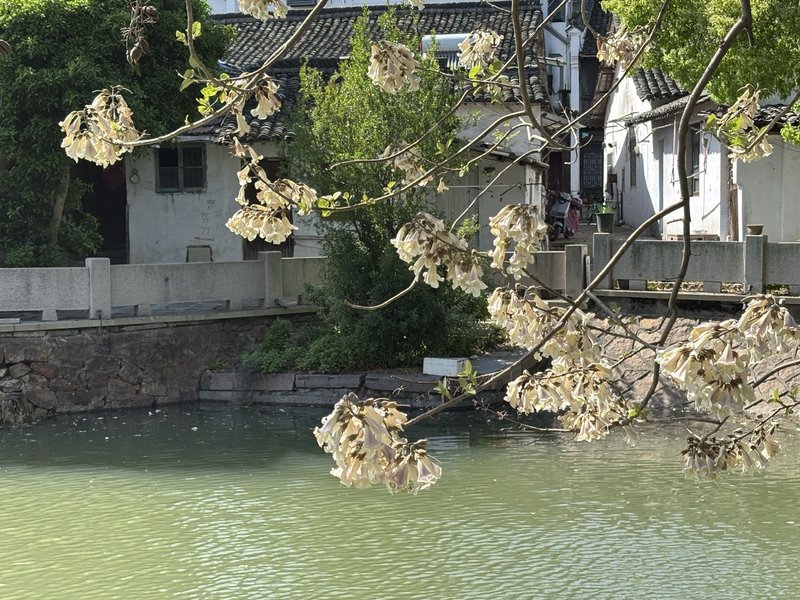 「Vicky’s 听剧笔记」《少爷和我》小剧场：不过区区支票，能给您包饺子是他的福气🧧