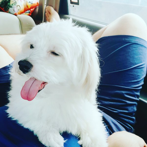강쥐 기여어 pup so cute