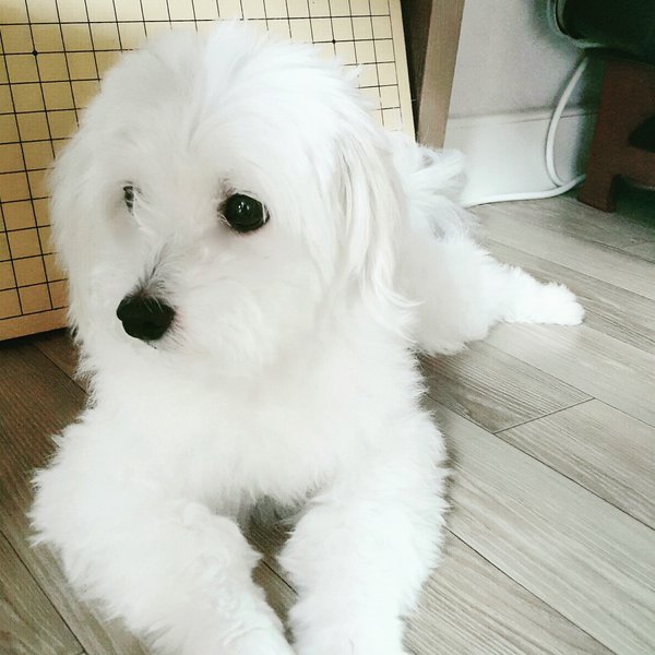 강쥐 기여어 pup so cute 2