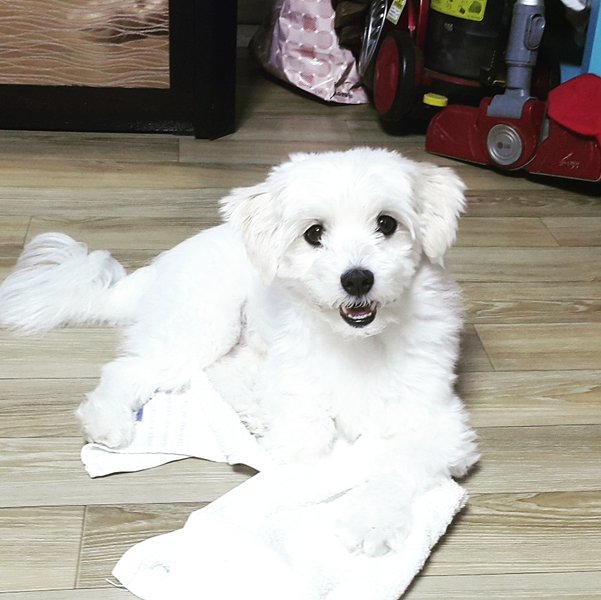 강쥐 기여어 pup so cute 3