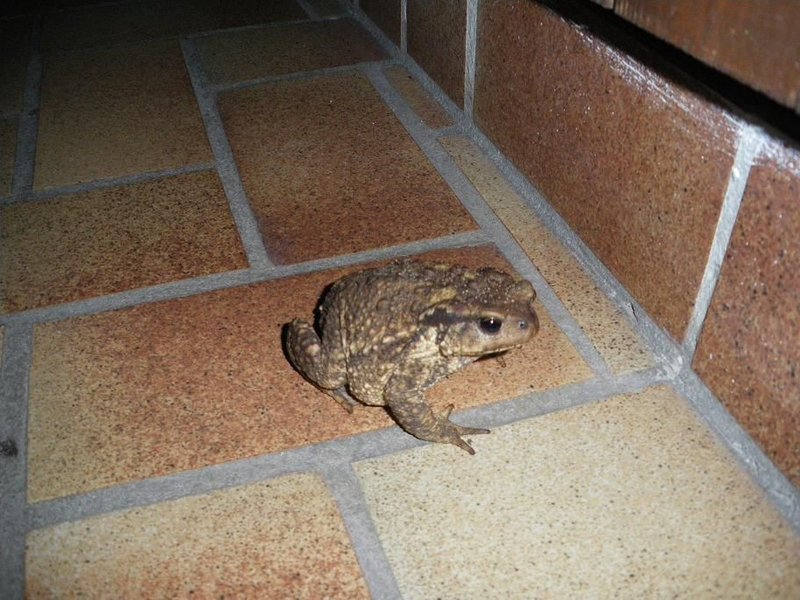 Un crapaud vagabondant !!!/A wandering toad !!!