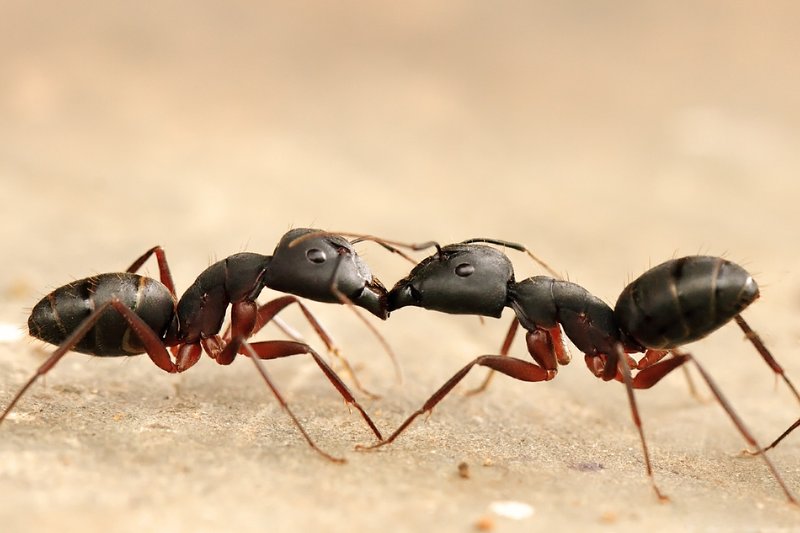 How Ants can affect Pets