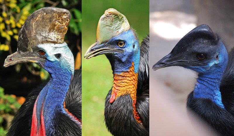 Cassowary encounter on the Beach. Did you know they are able to kill someone?