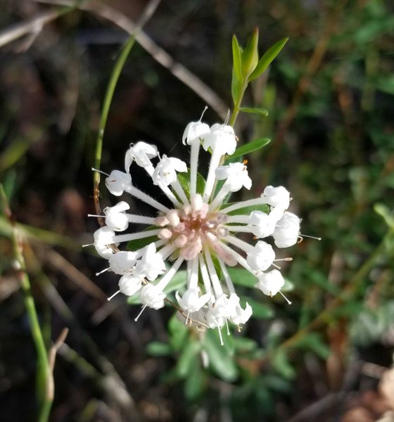 Triplarina and Bamarang Nature Reserve day : May 30 2025