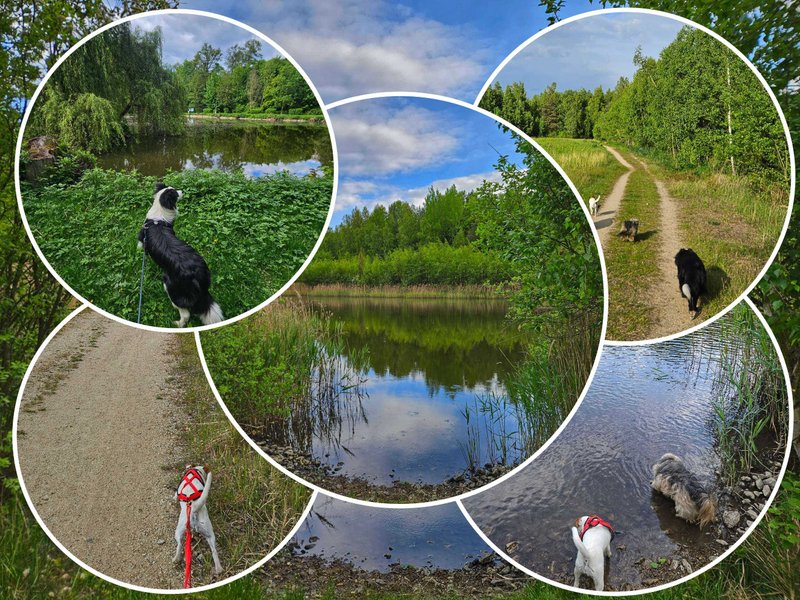 My Actifit Report Card: May 15 2025