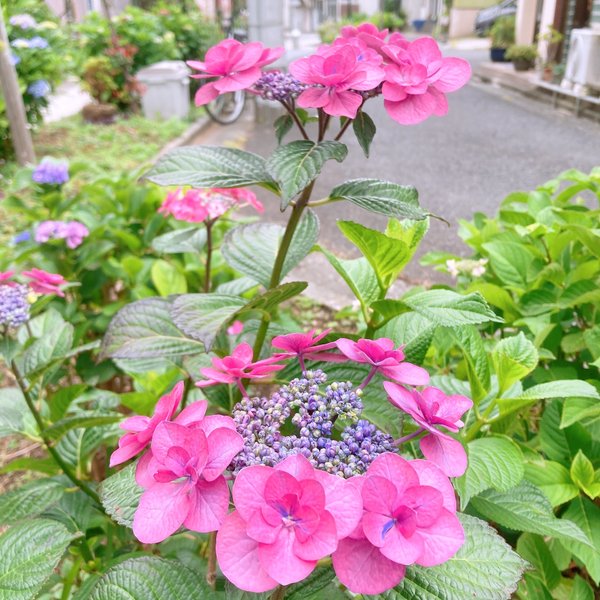 Hydrangea Walk @ Horikiri Shobuen / 紫陽花ウォーク at 堀切菖蒲園 - My Actifit Report Card: May 28 2025