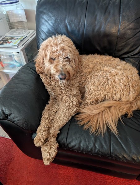 Walking the dog way too often. My Actifit Report Card: May 13 2025