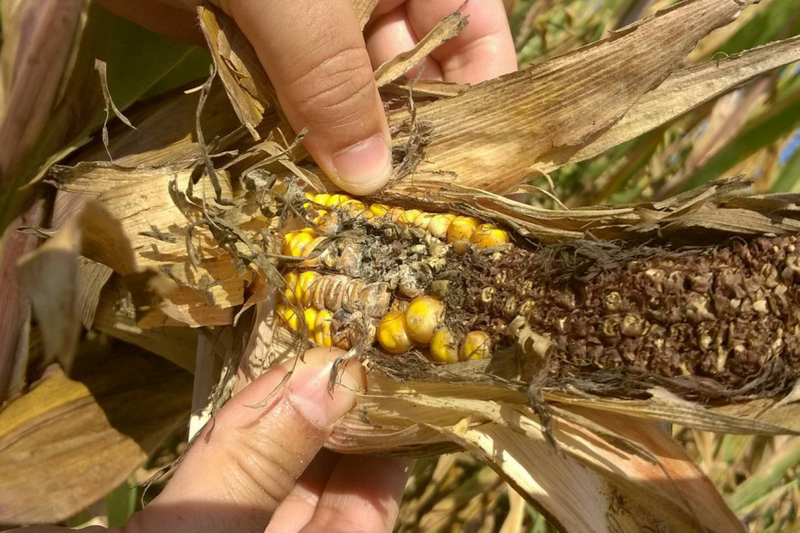 Important factors for increasing corn production and yields