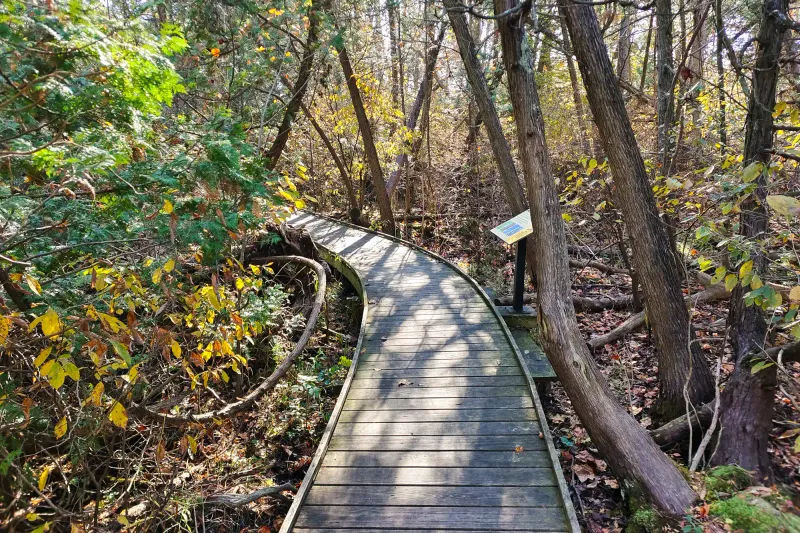 Cedar Bogs Boardwalk in Ohio