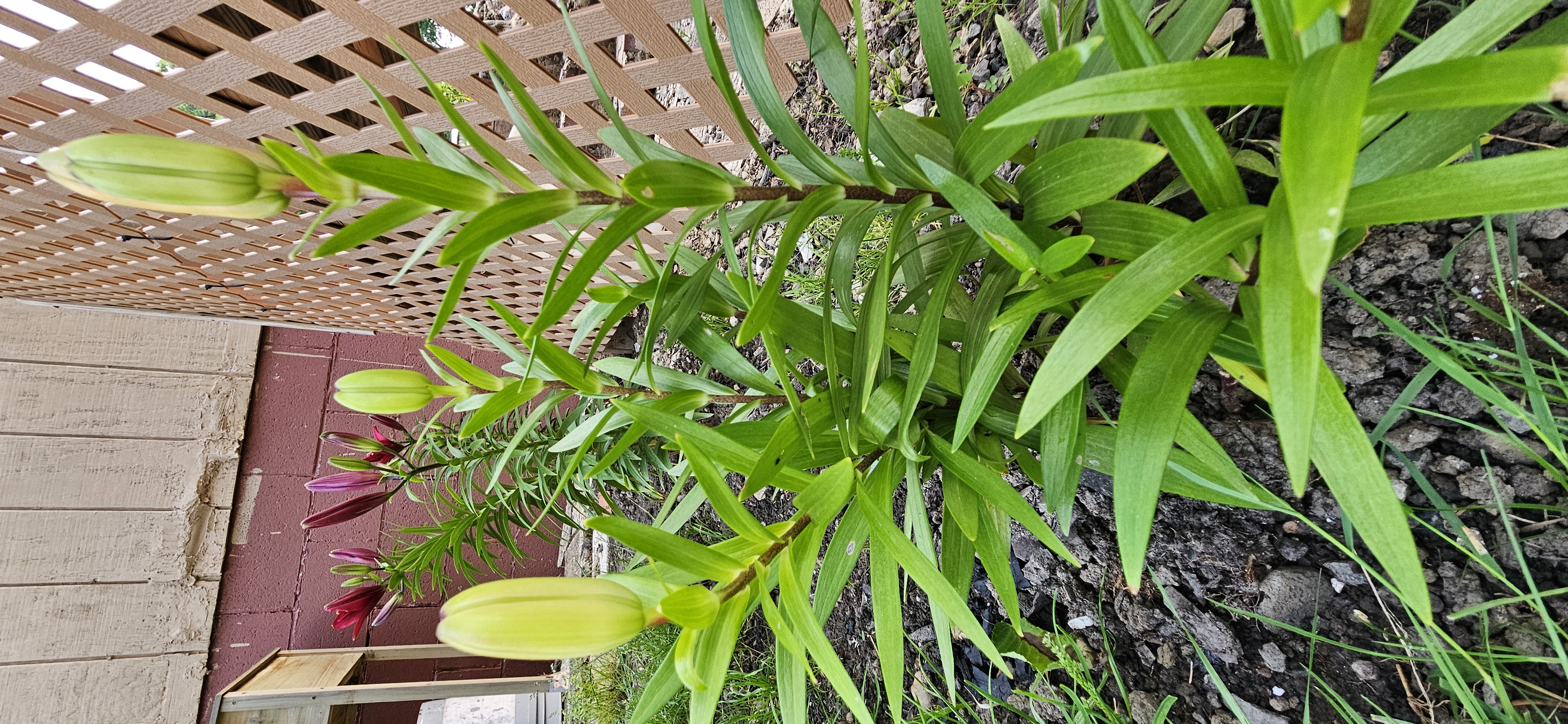 20250613_070922.jpg
