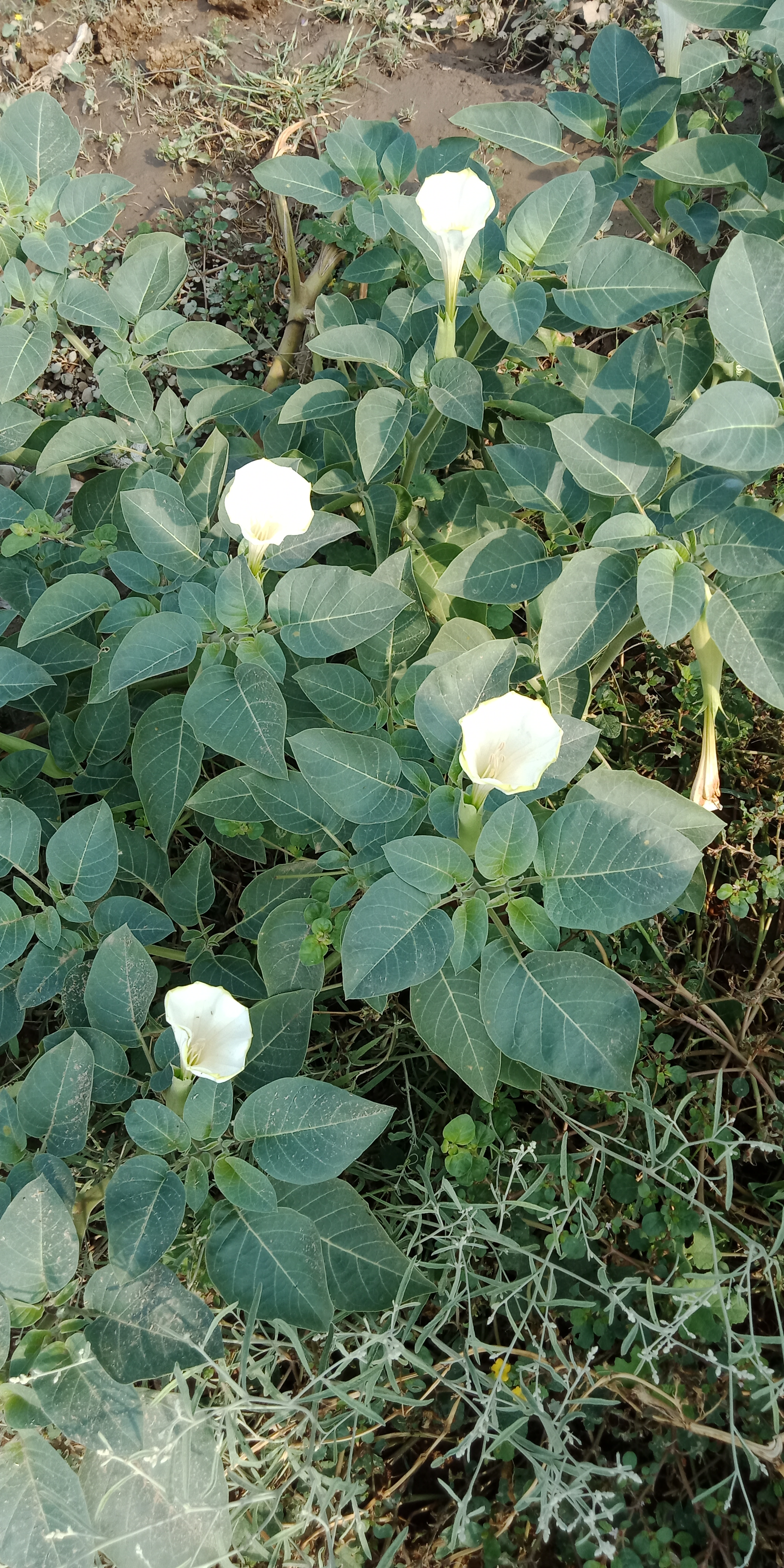 IMG20210909085037.jpg