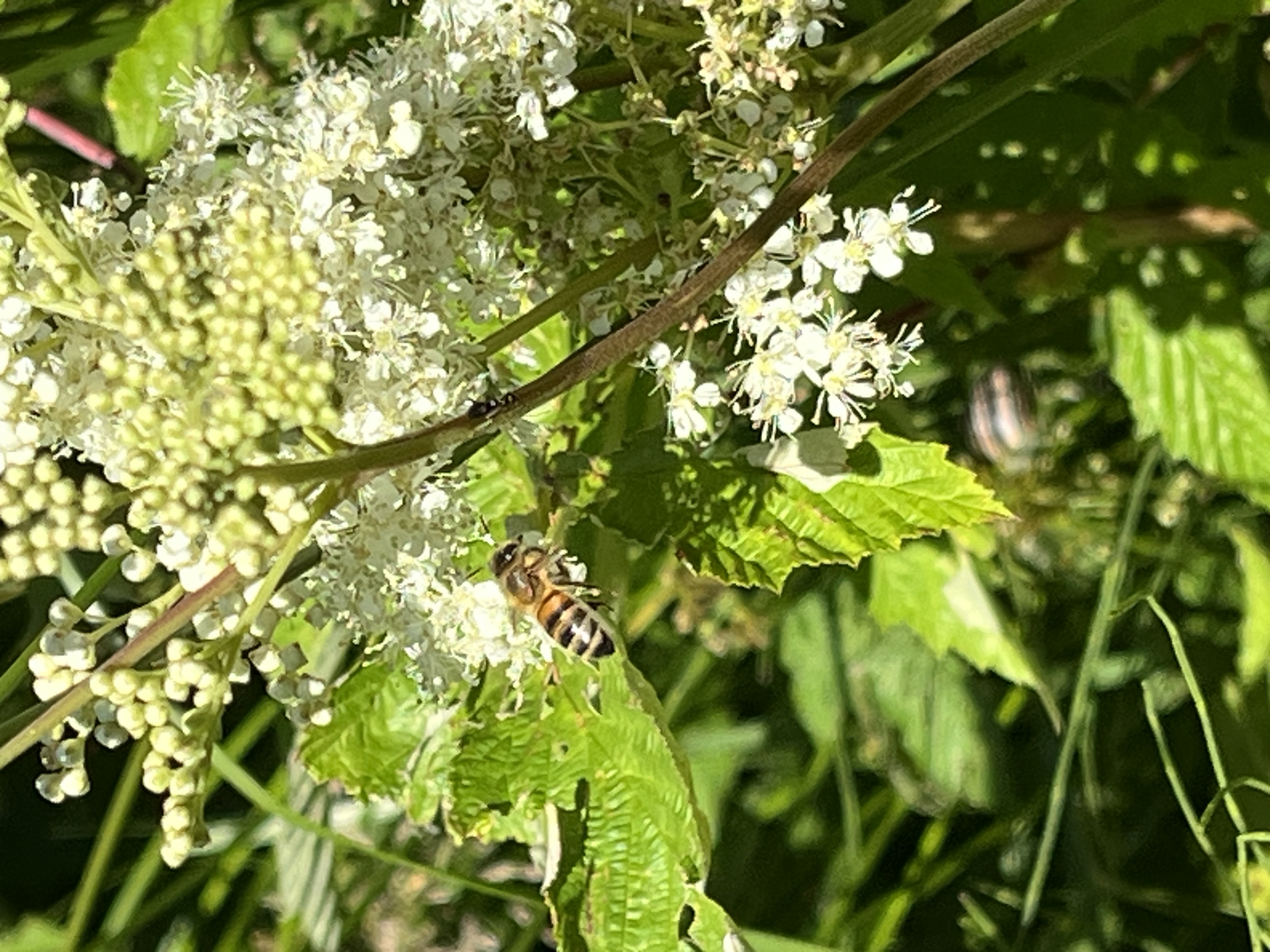 IMG_1501.jpeg