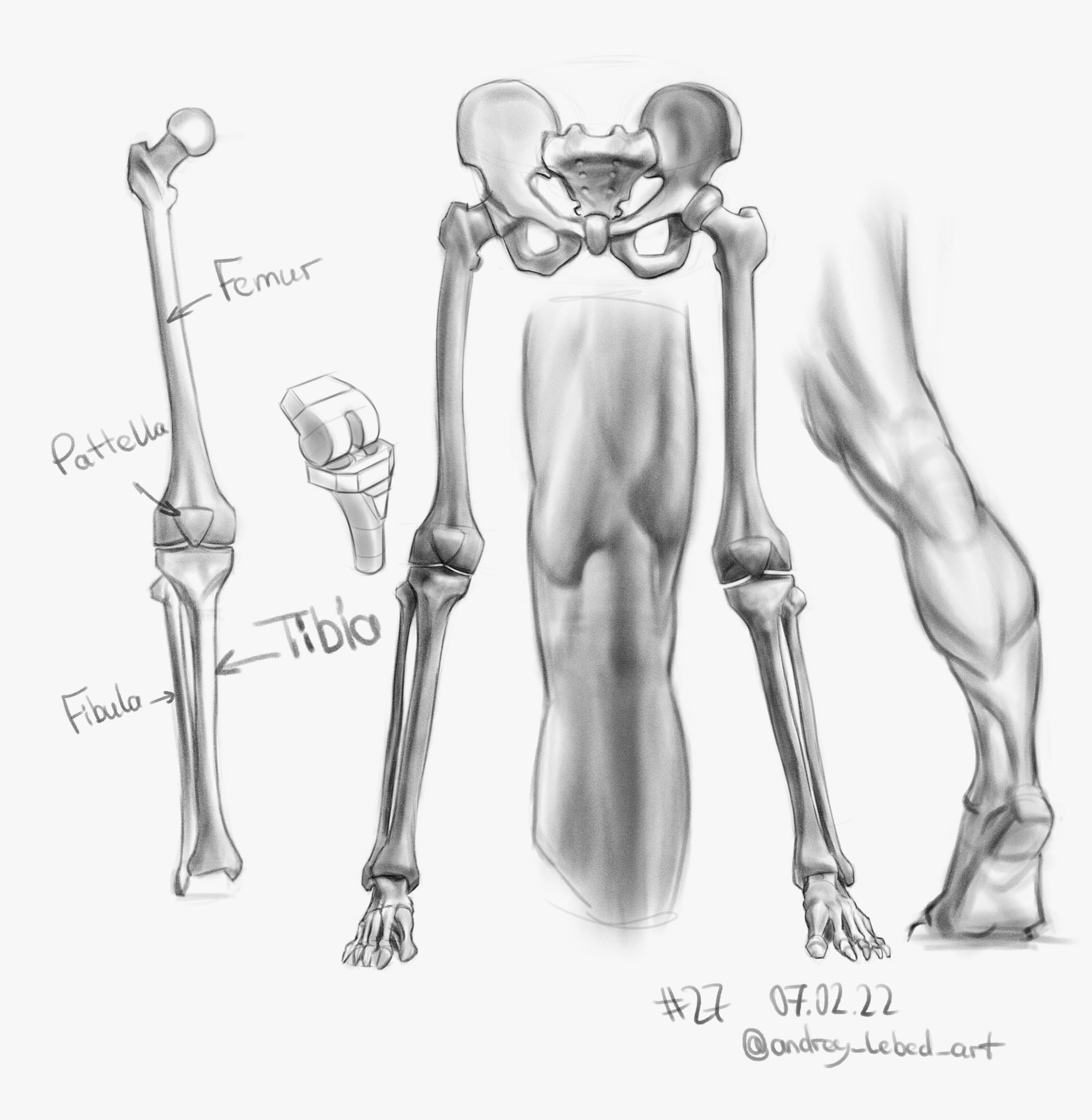  "legs amd bones studies 27 psd.jpg"