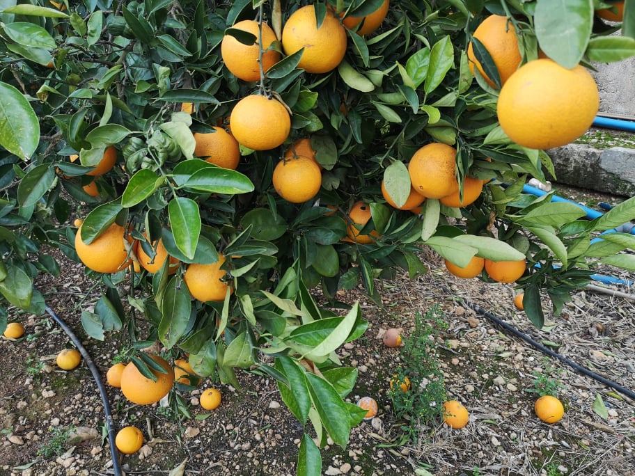 orangenbaum-ueberreife-fruechte.jpg