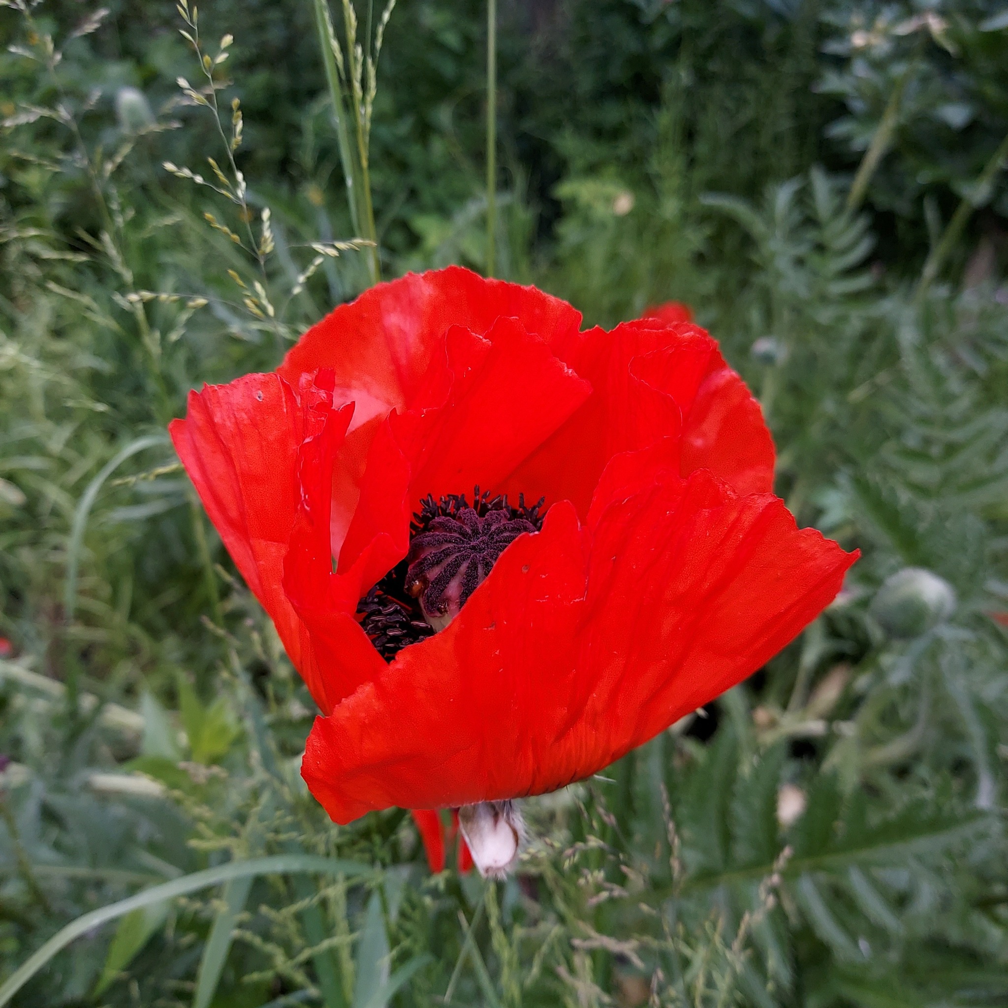 IMG_0196.jpeg