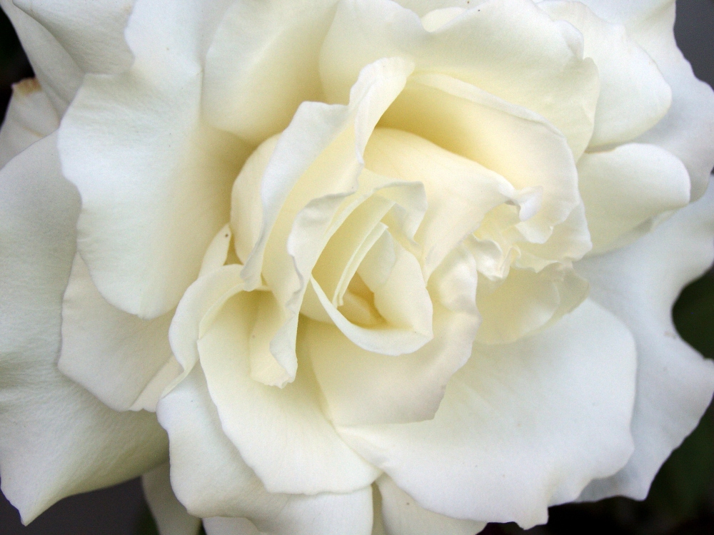 Flowers-White Rose-.jpg