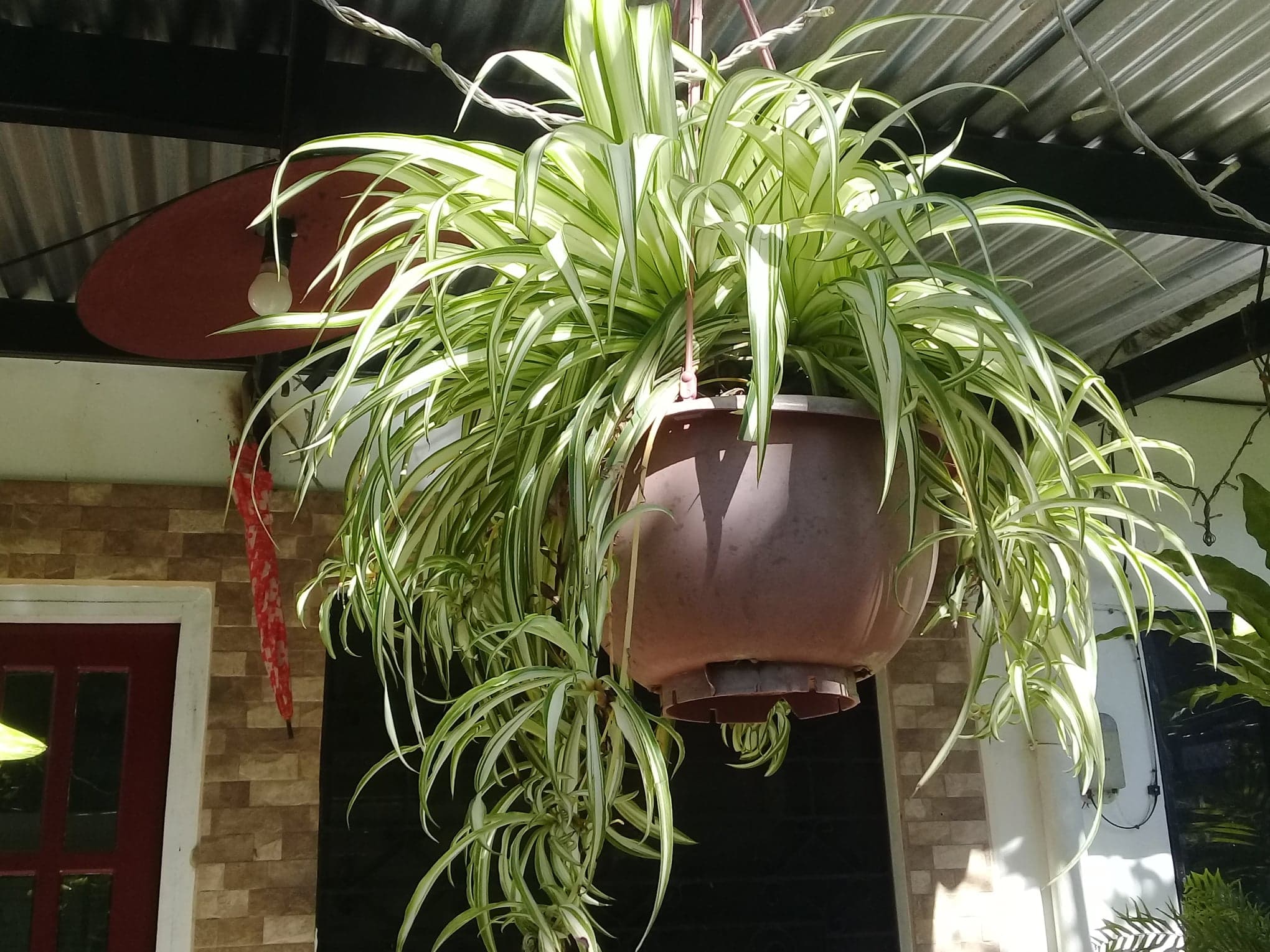 Spider Plant 2.jpg