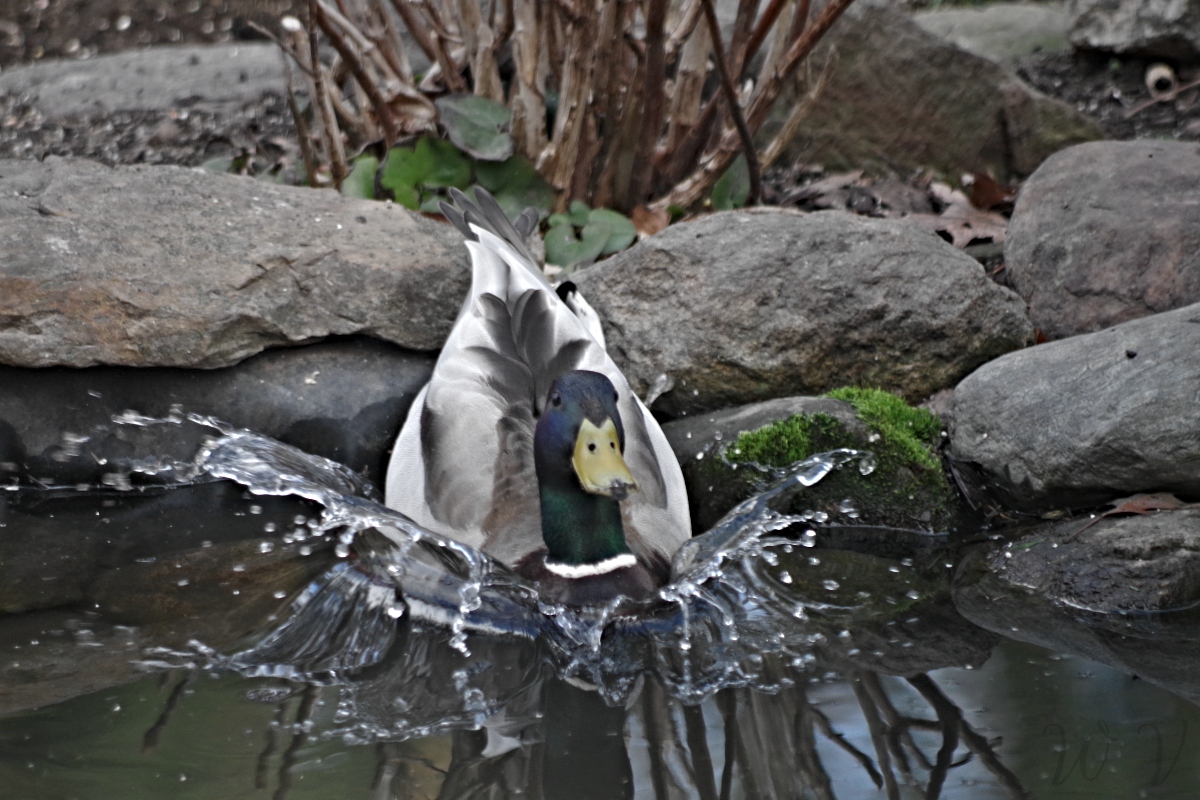 animals-duck-photography-sunscape.jpg