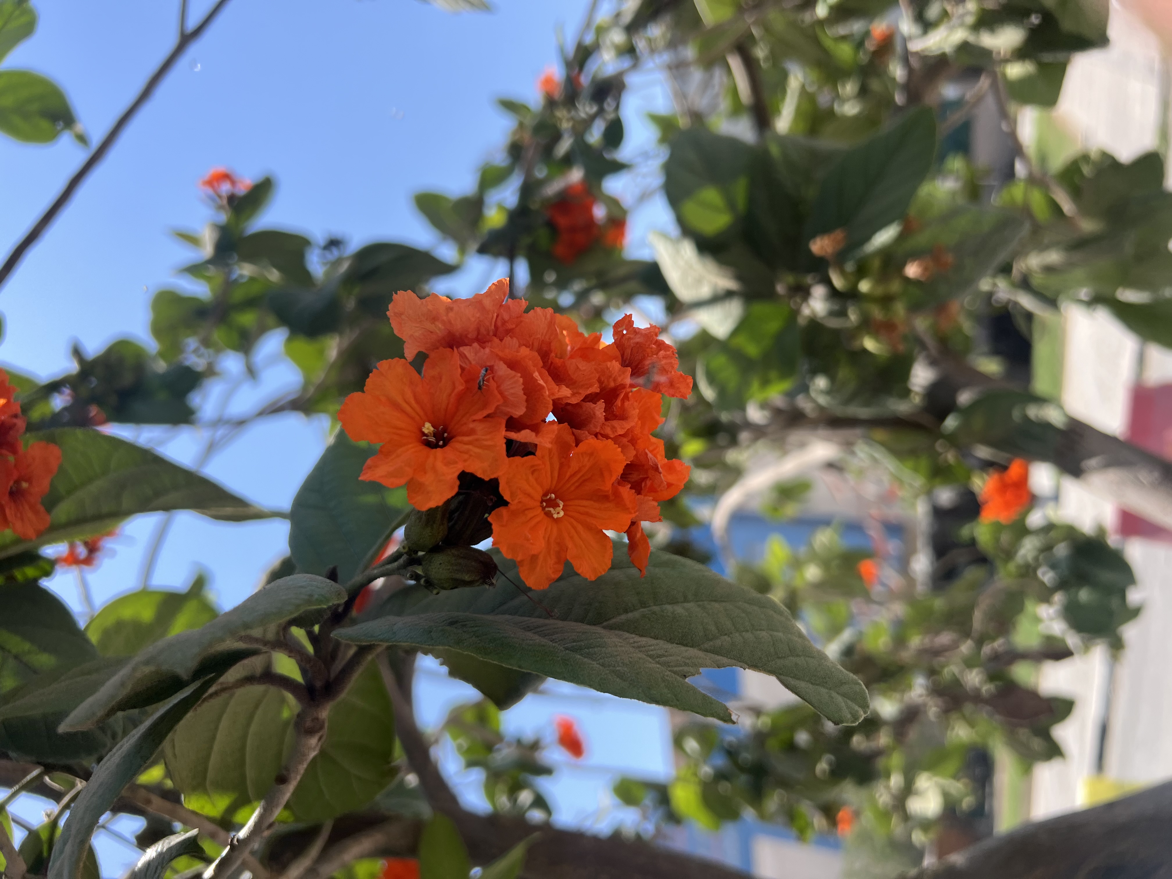 IMG_9032.jpeg