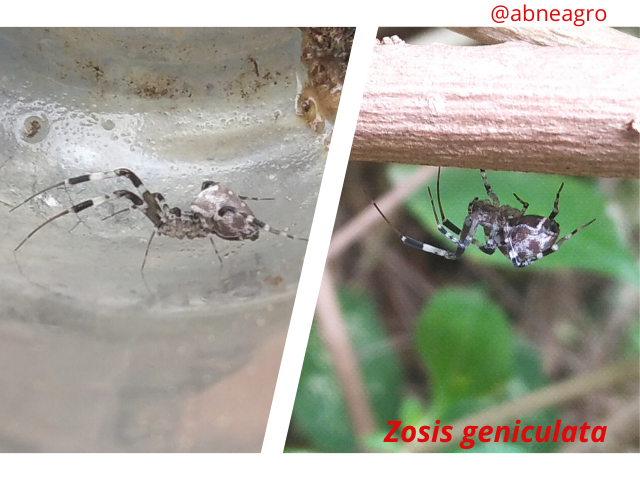 Arachnida(7).png