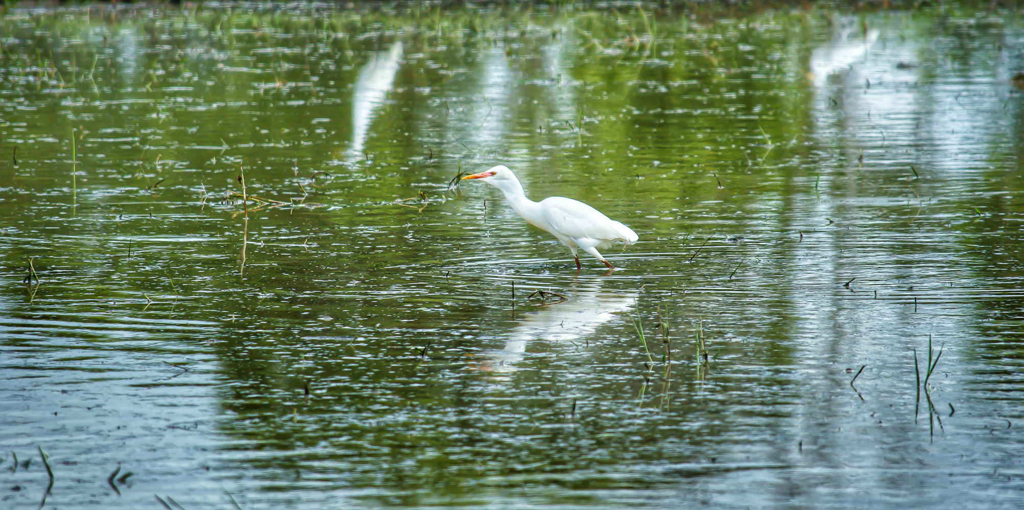 Little egrets 8.jpg