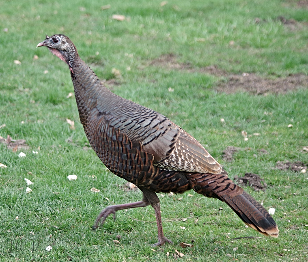 birds-feathered-friends turkey-sunscape.jpg