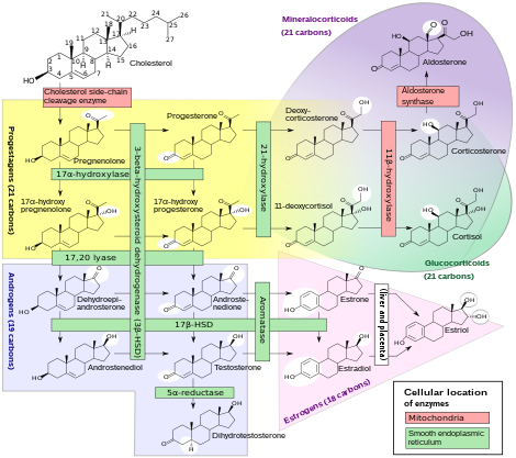 Steroidogenesis.svg.png