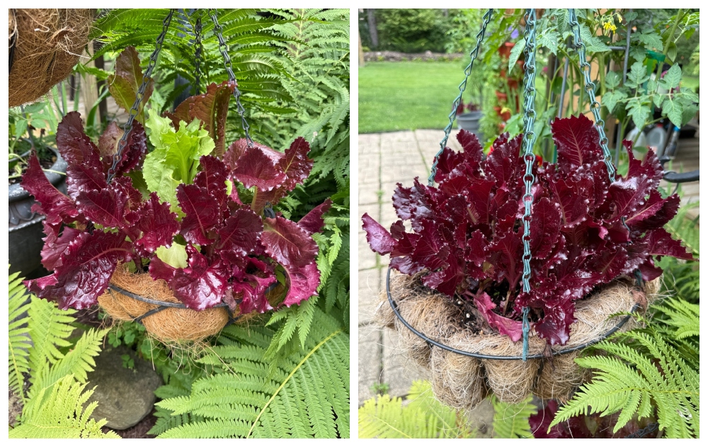hivegarden-hanging basket-3.jpg