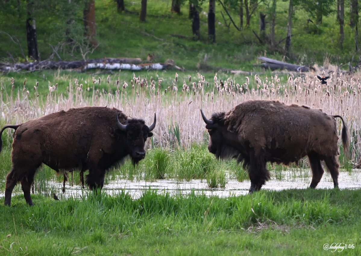 bison (19).jpg