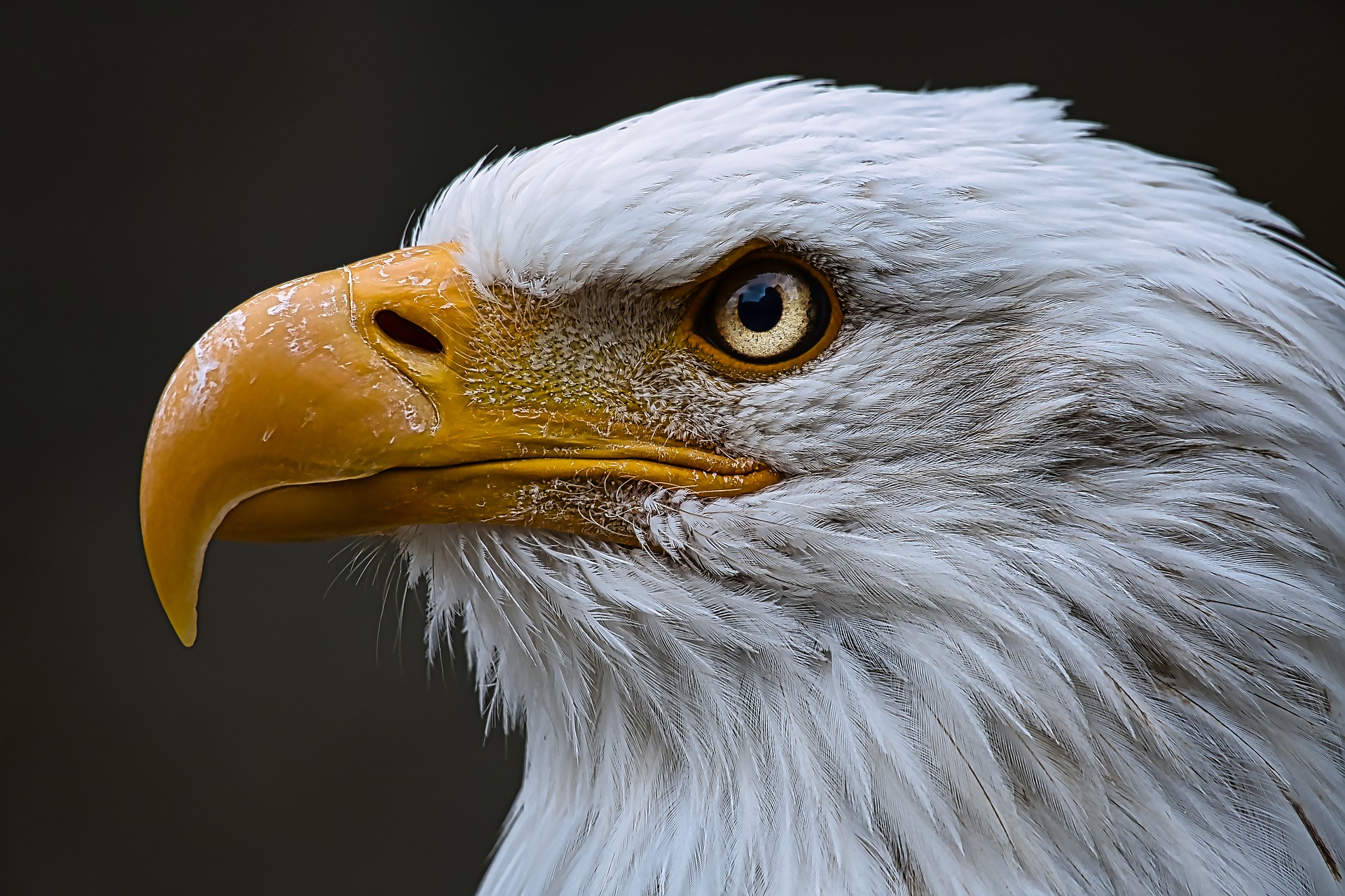  "medium-photo-eagle.jpg"