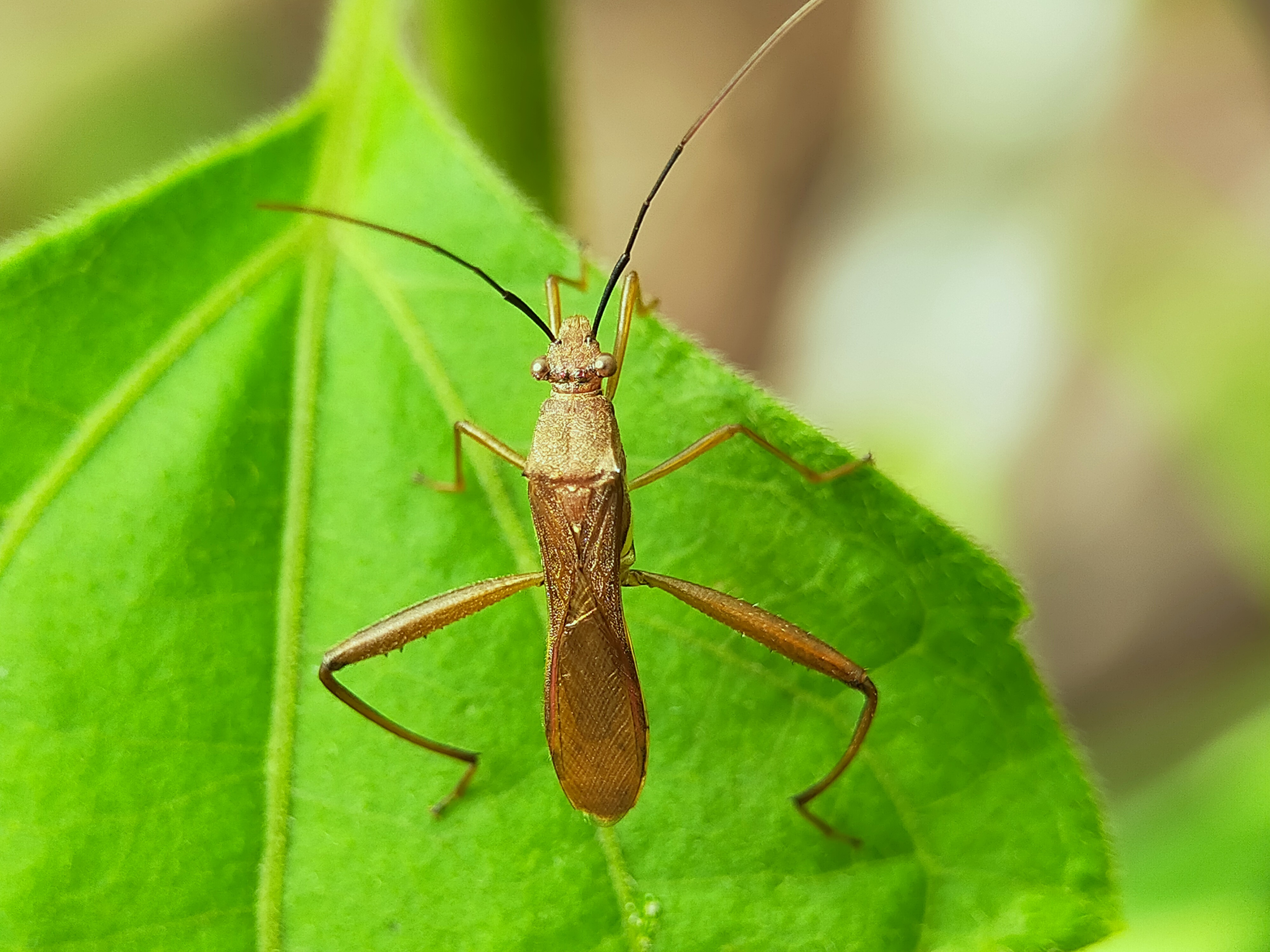 Assassin Bug (23).jpg