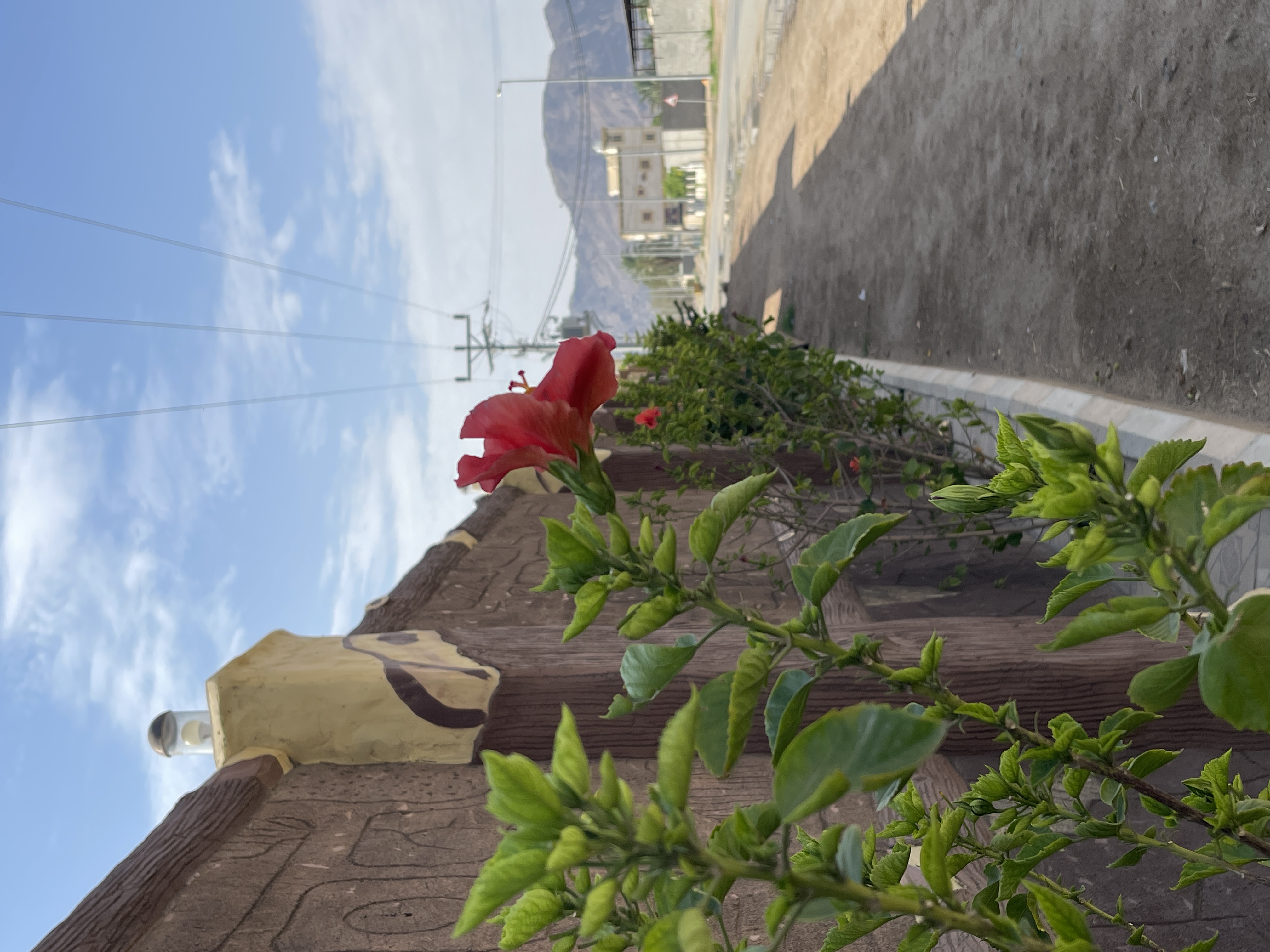 IMG_9624.jpeg