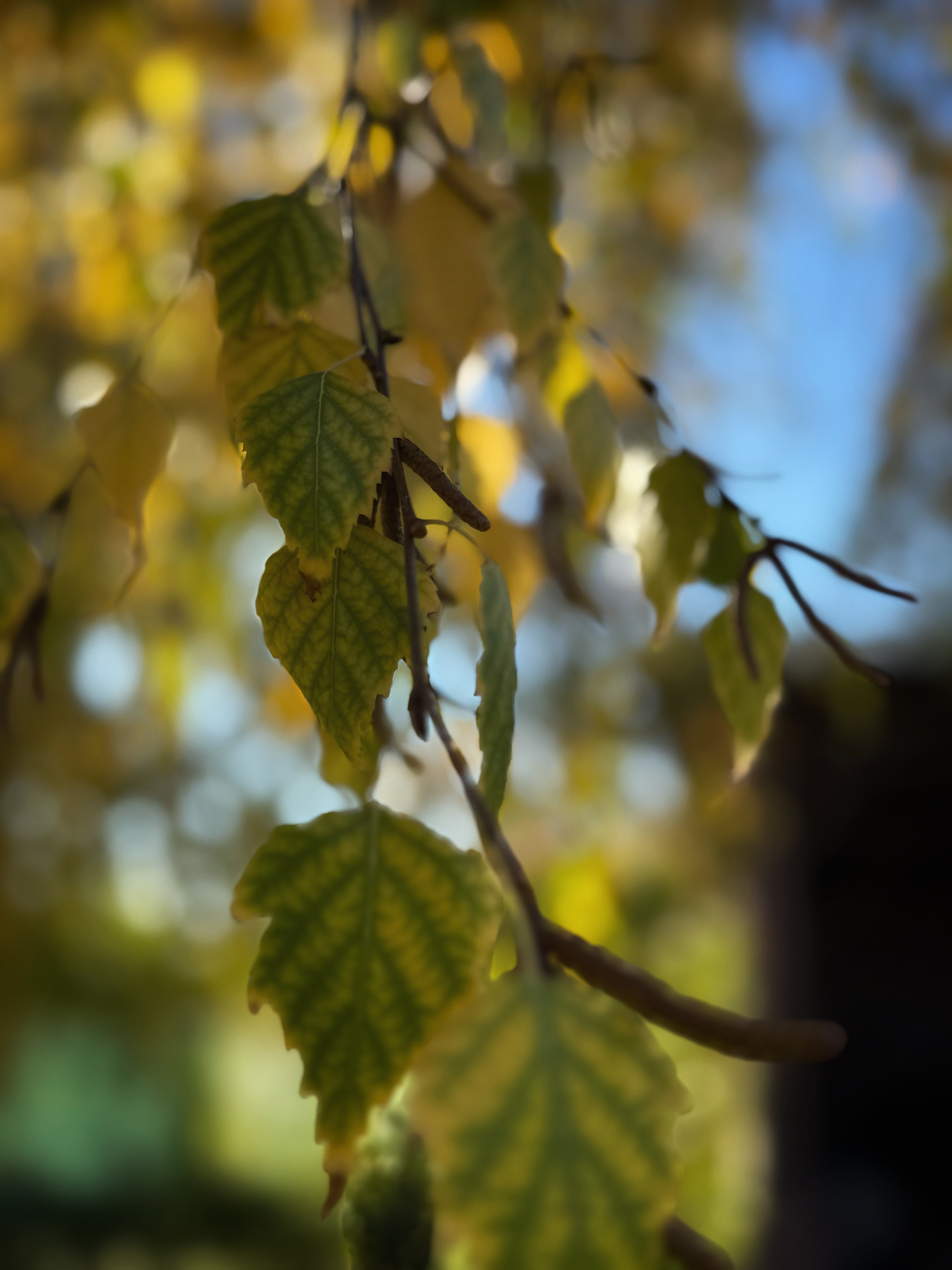 IMG_6283.jpeg