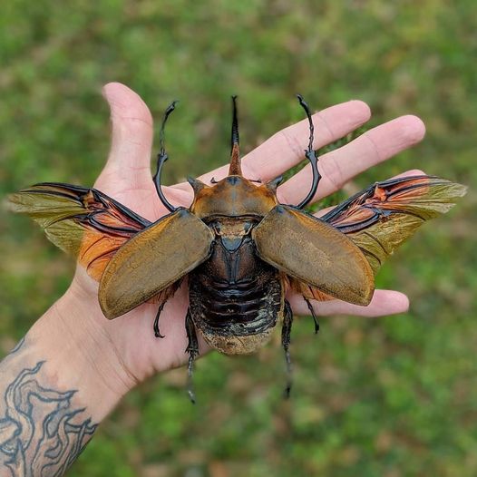 Elephant beetle photo by Daniel Cesspooch (@red.scale).jpg