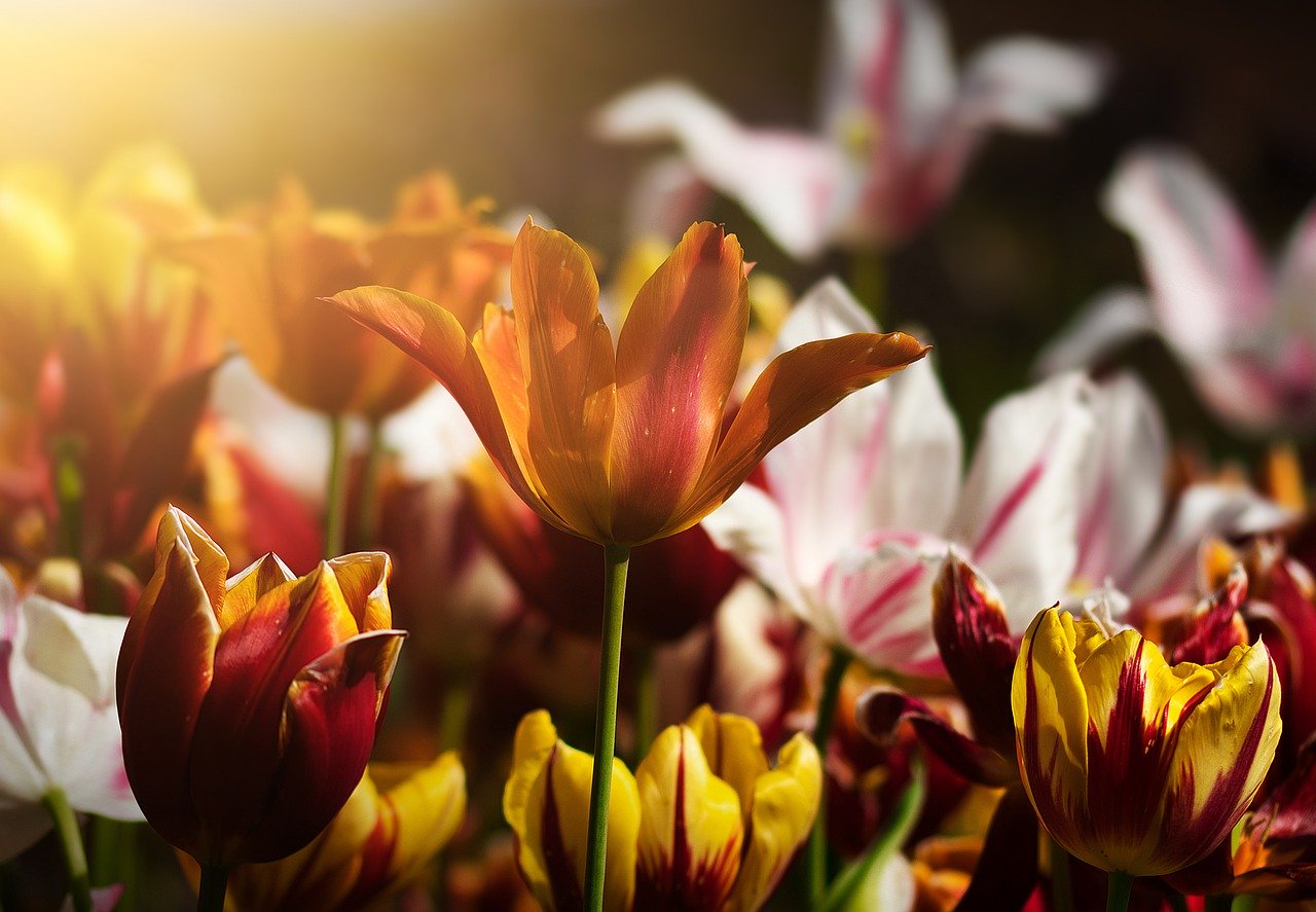 tulips-4933492_1280.jpg