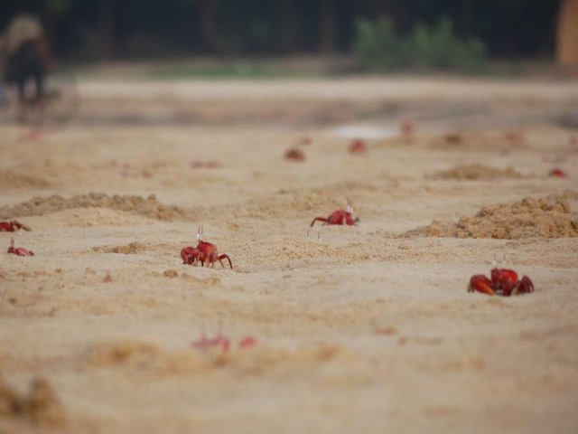 spider digha.jpg