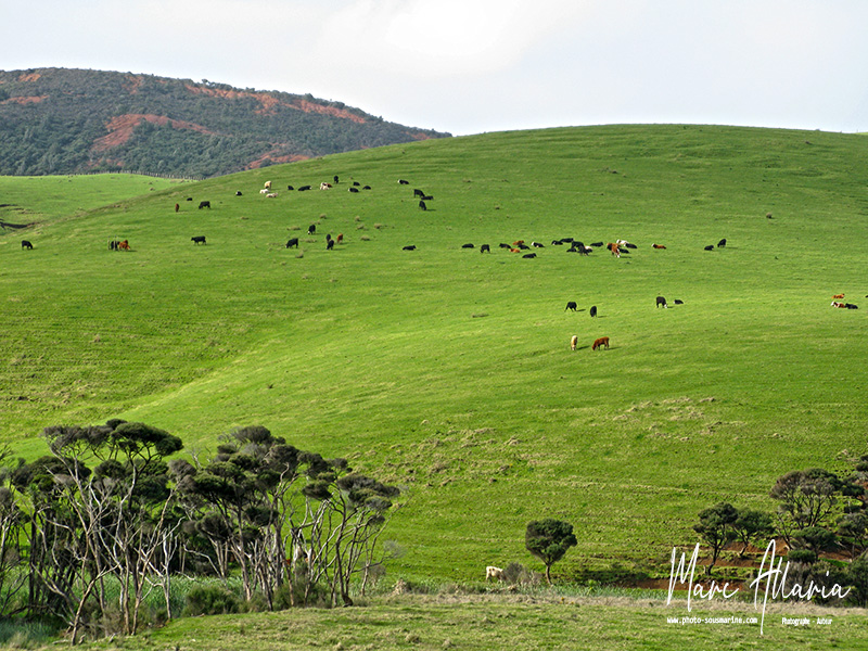 NewZeland 112 copie.jpg