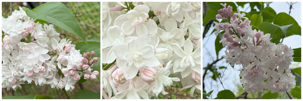 hivegarden-lilac-.jpg