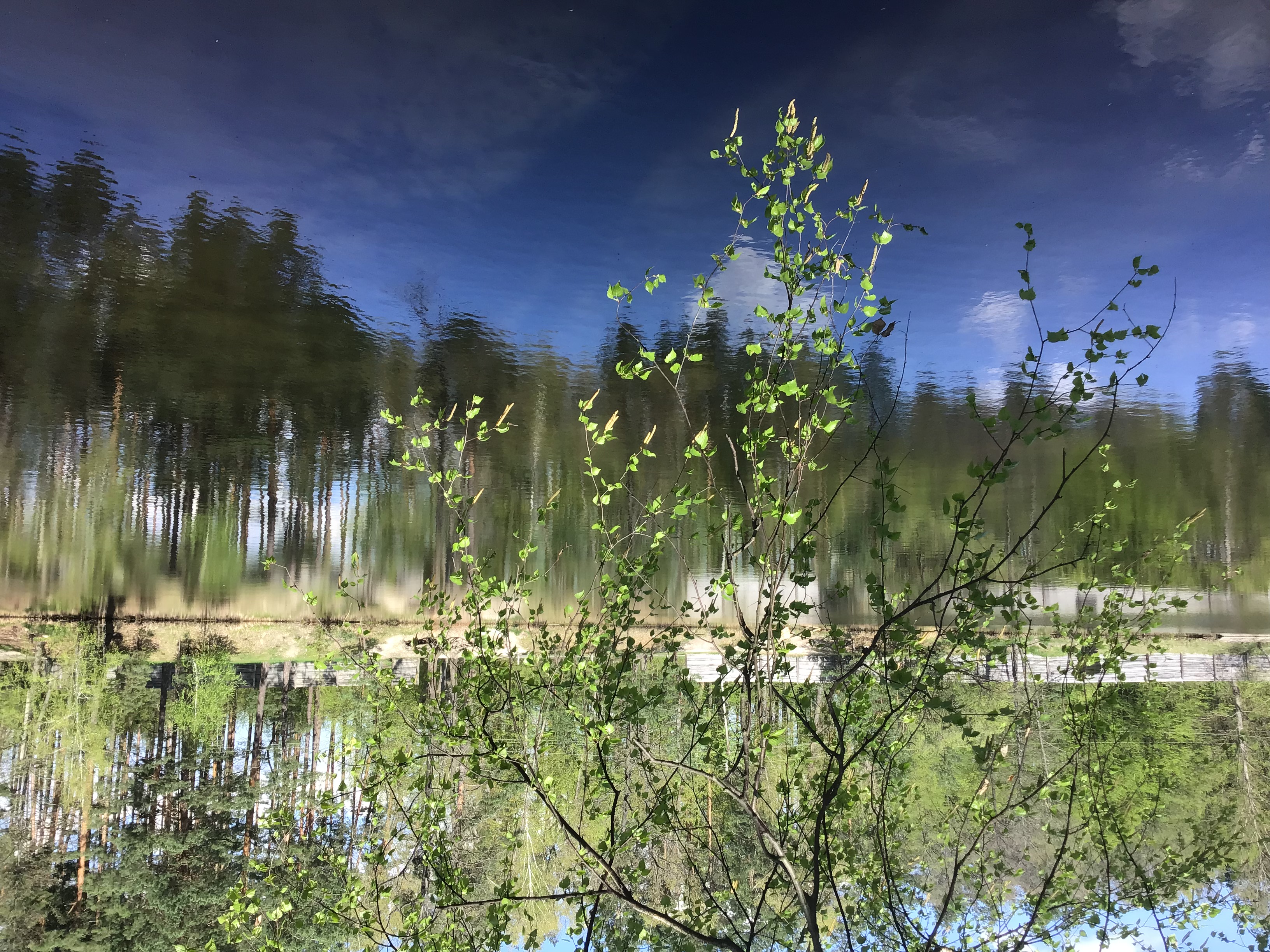 IMG_5524.jpeg