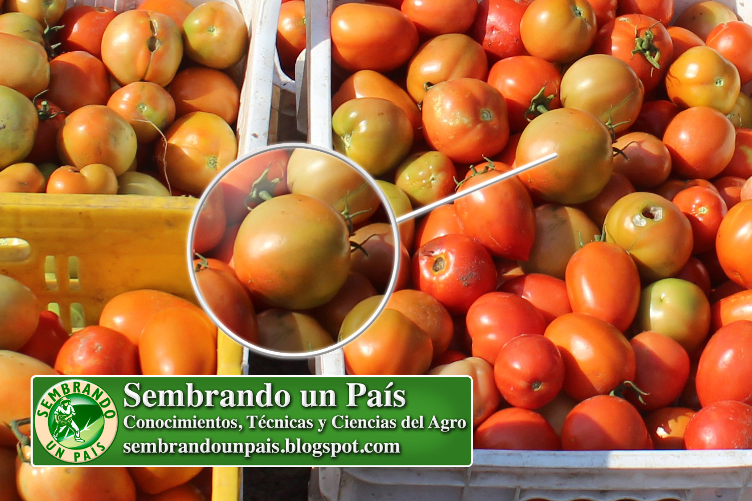 8 calidad tomate NVO BANNER.jpg
