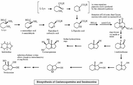 106-Biosynthesis-of-Castano.jpg
