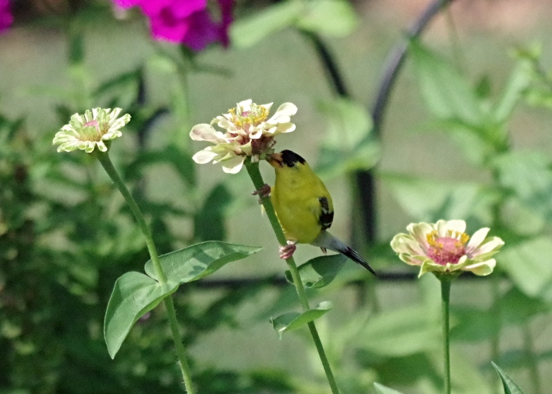 feathered-friends-goldfinch-2.jpg