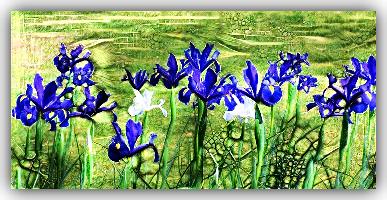 iris cumulus edited F.png