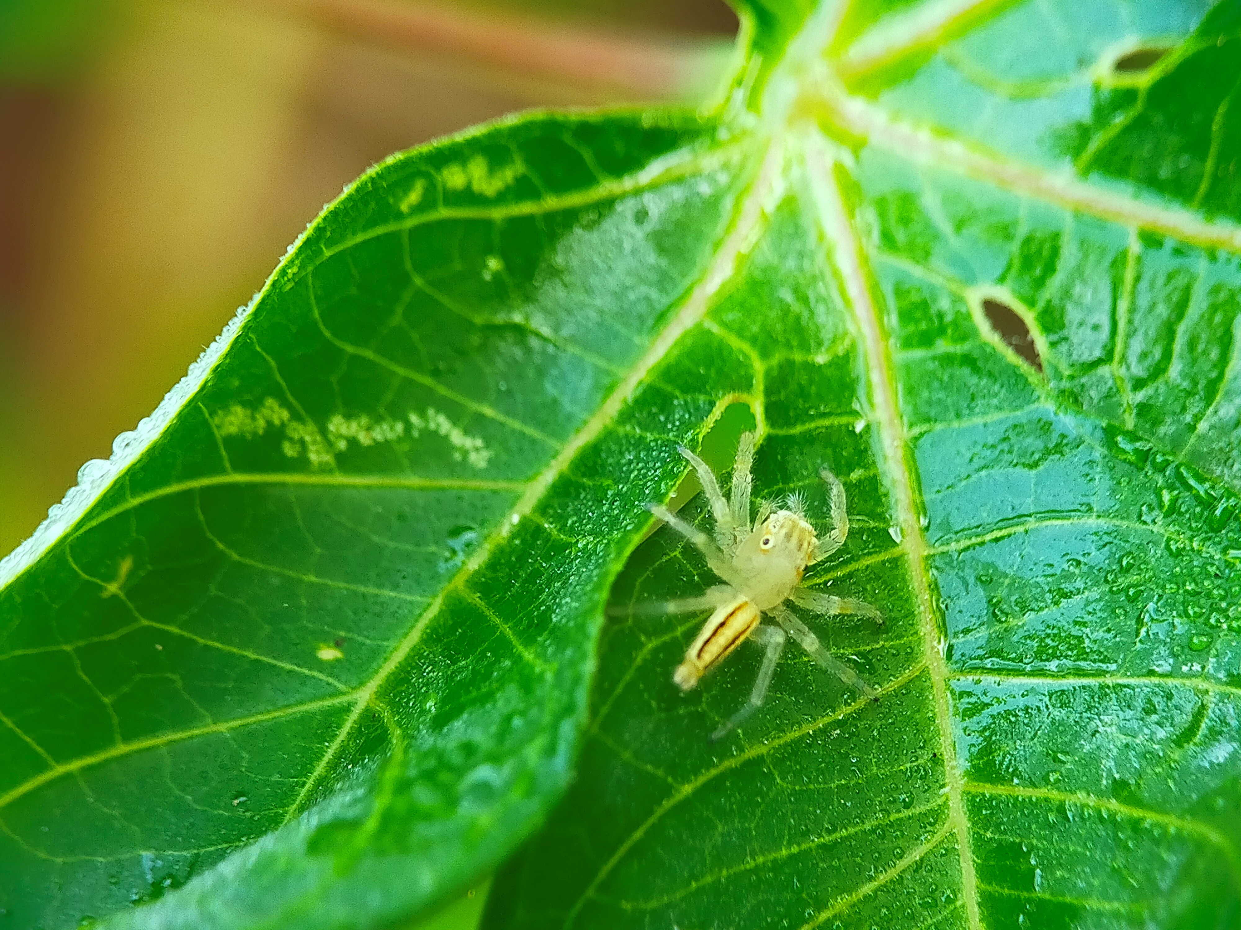 Telamonia Dimidiata (35).jpg