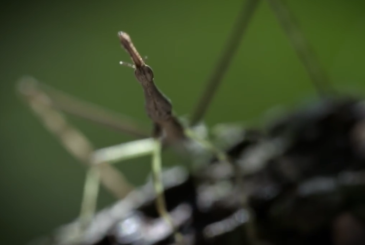 02.-Los-insectos-del-bosque-camouflage-1.png